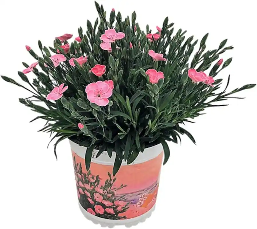 Dianthus P14 cm Top-Preis