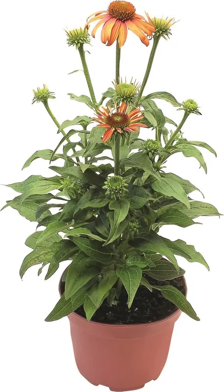 Echinacea P15 cm Bestpreis