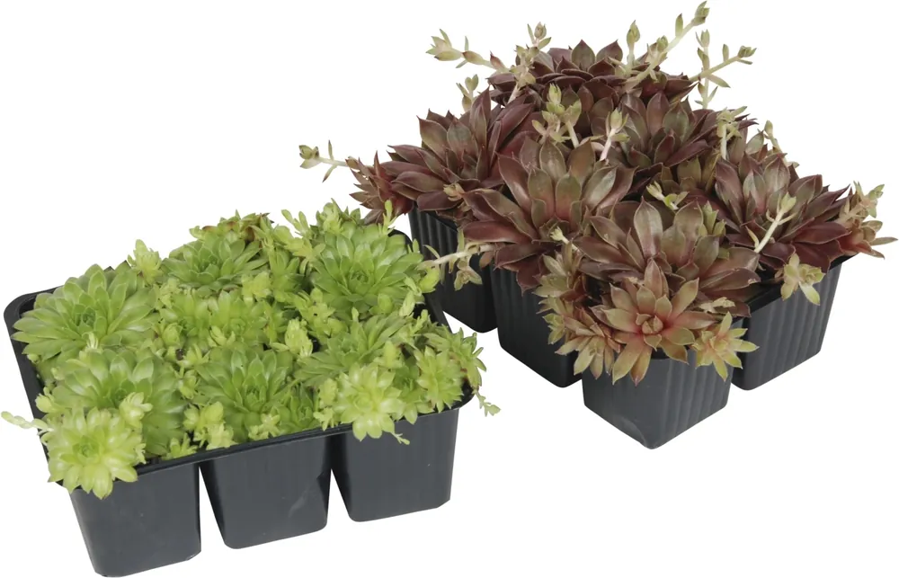 Neu Sempervivum 6er-Set