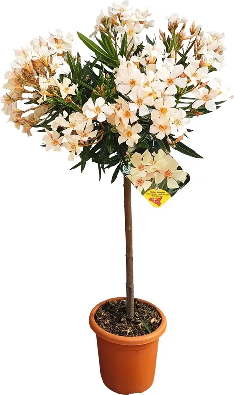 Expressversand Oleander Stamm P18 cm