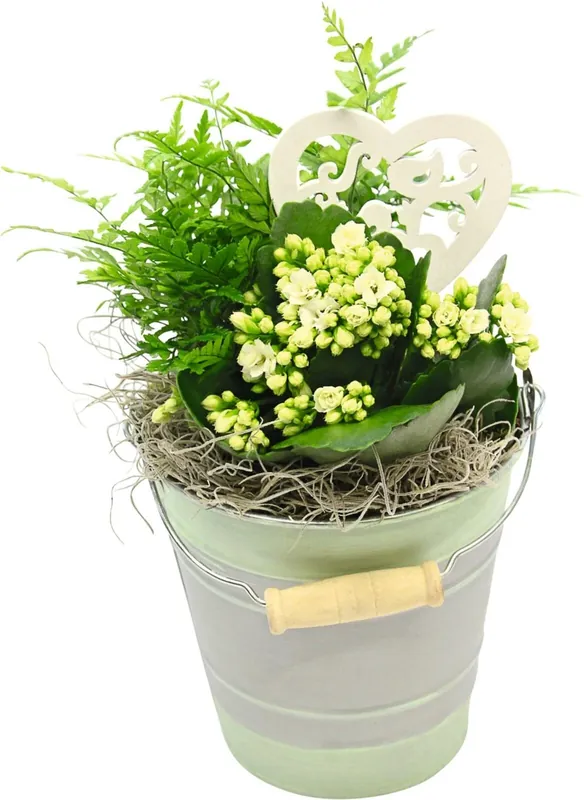 Sonderangebot Eimer bepflanzt P13 cm
