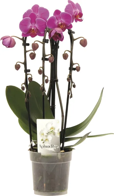 Phalaenopsis Cascade 3 Risp. P12 cm Preisreduziert
