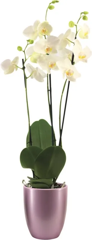 Angebot Phalaenopsis 3 Rispen UT P12 cm