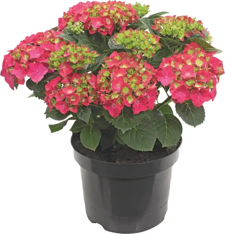 Echt Hydrangea macrophylla Mix P23 cm