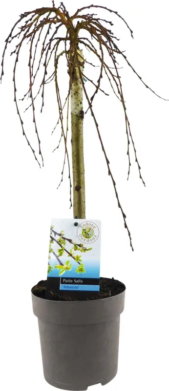 Super-Preis Salix Arbuscula P14 cm