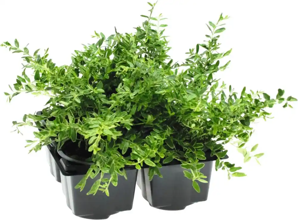Neue Ware Lonicera 4er-Set
