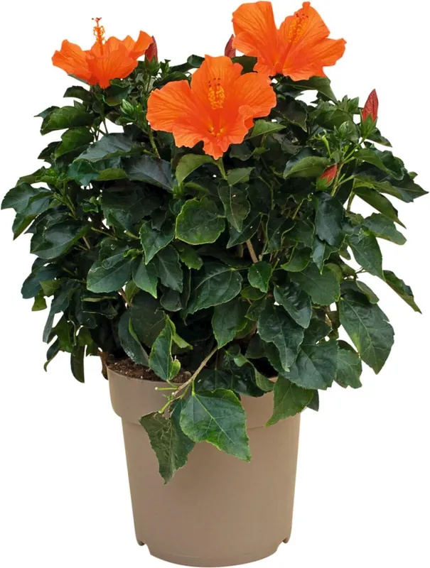 Gratis Versand Hibiscus Busch P27 cm
