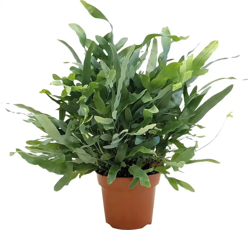 Neue Ware Farne P17 cm