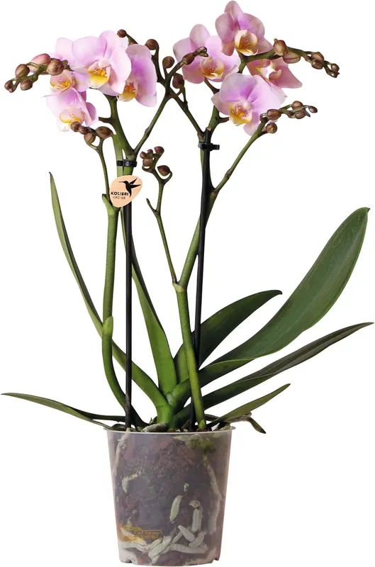 Rabatt Phalaenopsis 2 Rispen P9 cm
