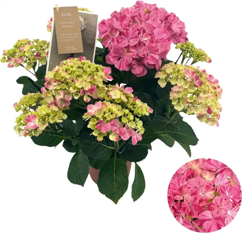 Sale Hydrangea Spezialsorte P14 cm