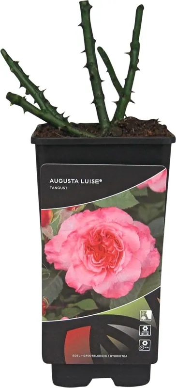 Gratis Versand Rosen Lizenz P2l
