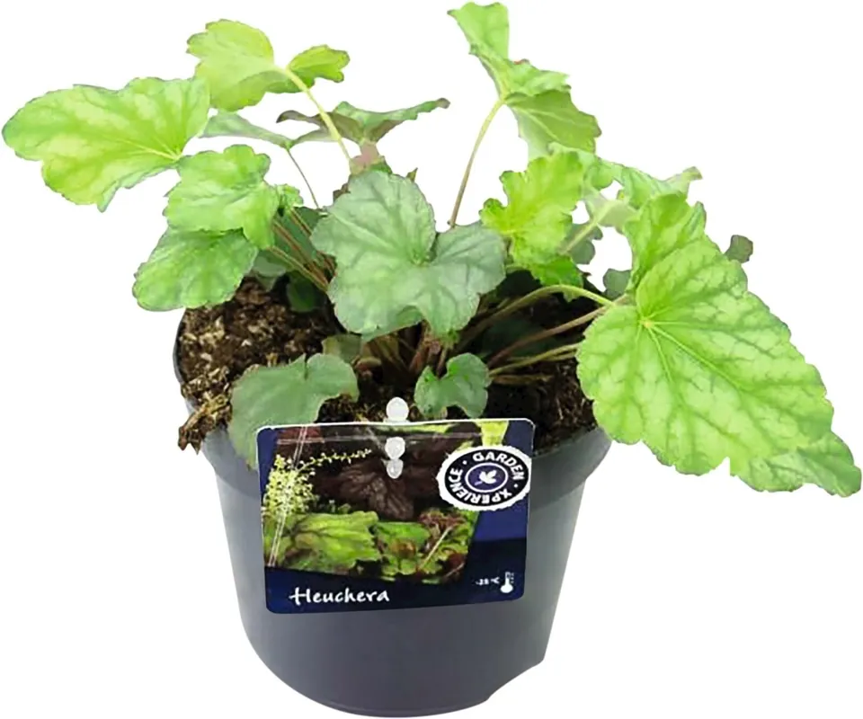Rabatt Heuchera P13 cm