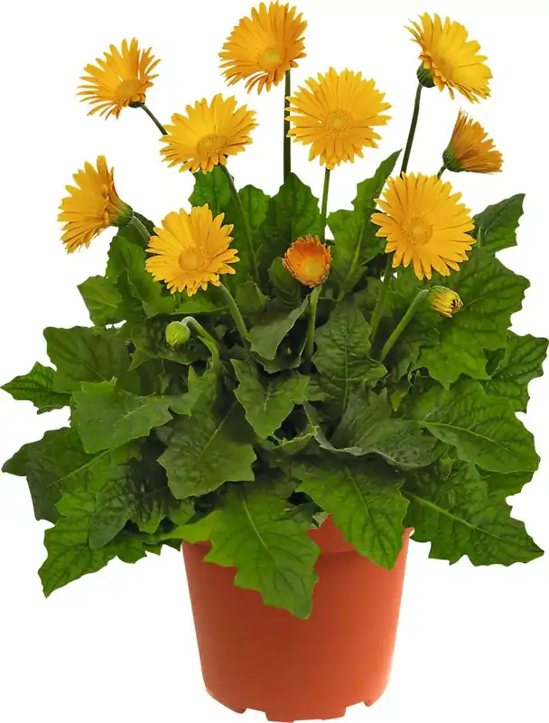 Expressversand Gerbera winterhart P17 cm