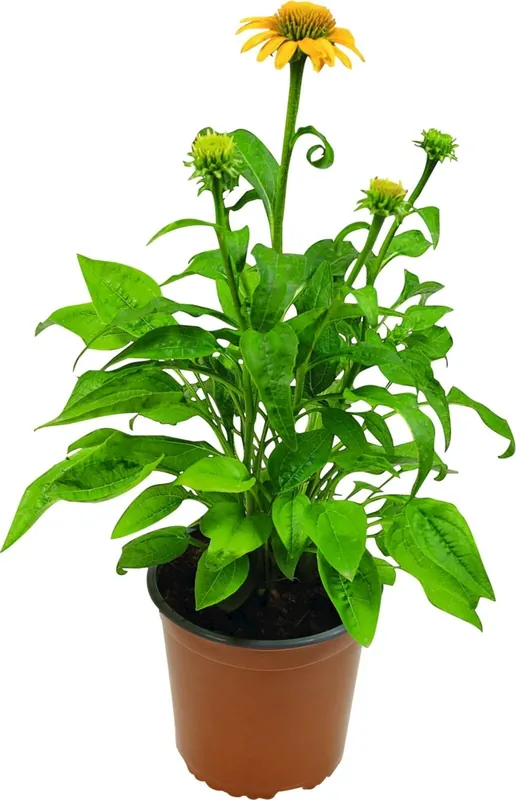 Echinacea P14 cm Online Kaufen