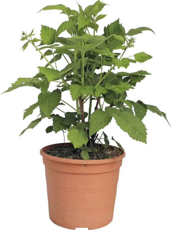 Balkonbrombeeren P5 l Gratis Versand