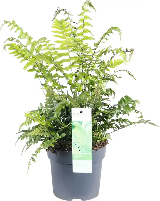 Farn Mix P14 cm Preiswert