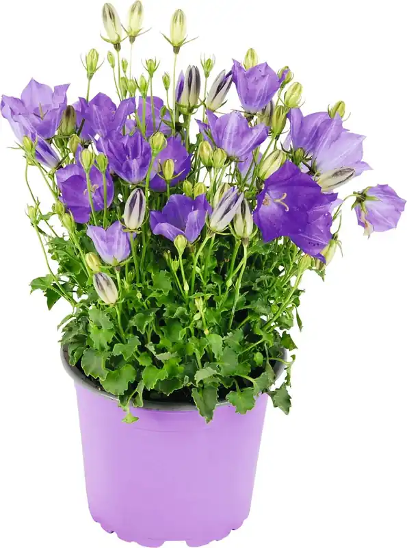 Campanula Carpatica hellbl. P14 cm Versand Am Gleichen Tag