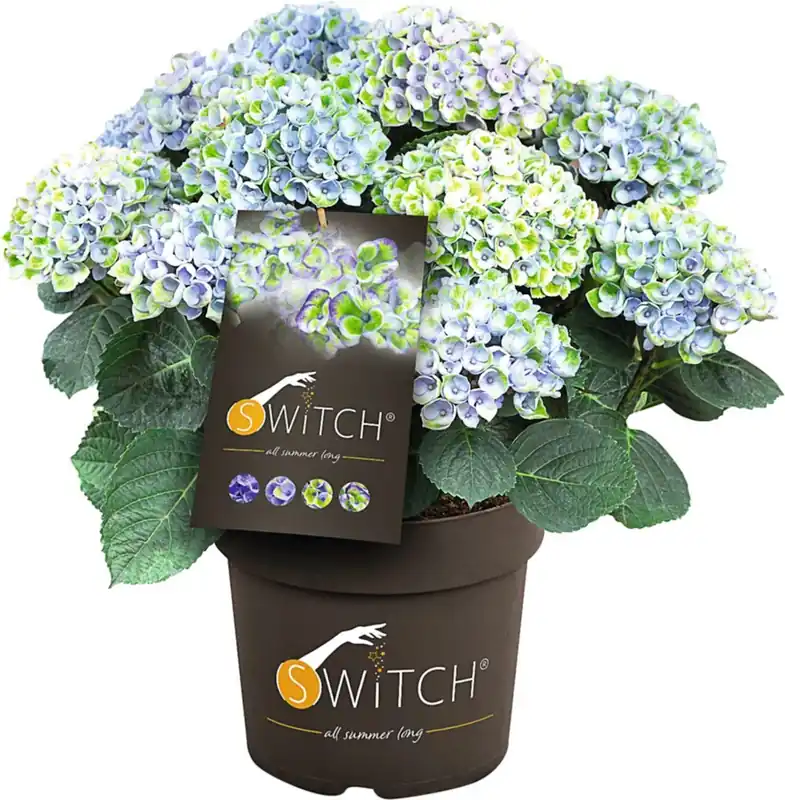 Hydrangea macr. Switch P5 l Online Kaufen