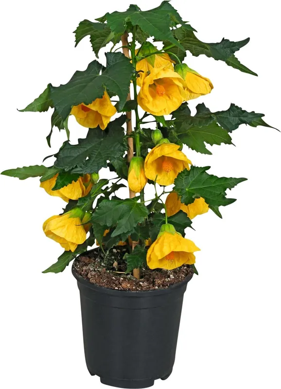 Angebot Abutilon gelb P15 cm
