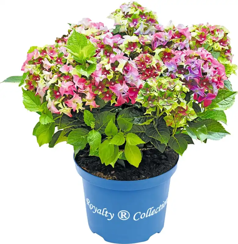 Zertifiziert Hydrangea Royality P23 cm