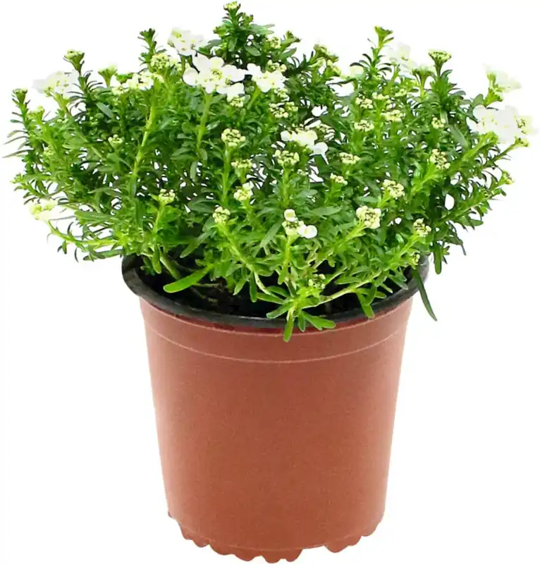 Highlight Iberis sempervirens P1 l