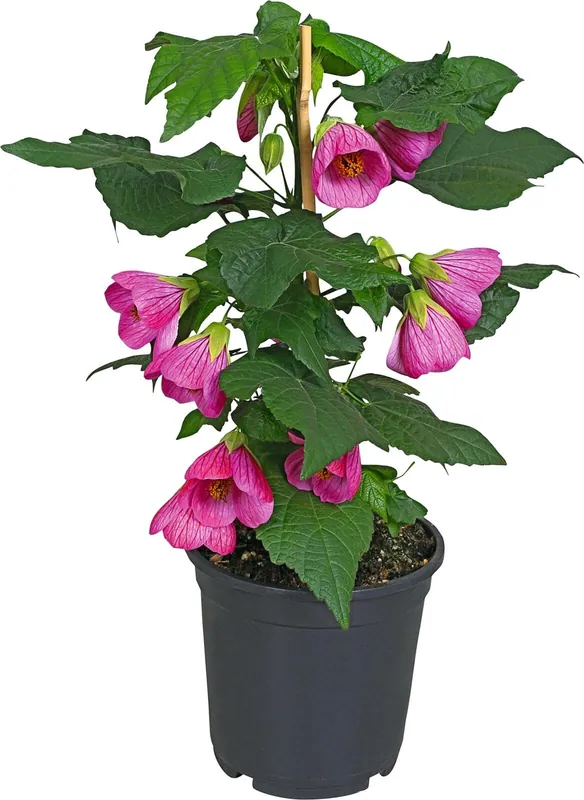 Knallerangebot Abutilon rosa P15 cm