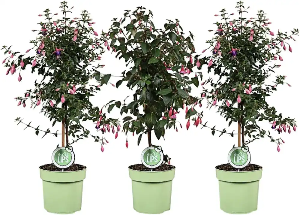 Fuchsia Stamm P19 cm Markenware