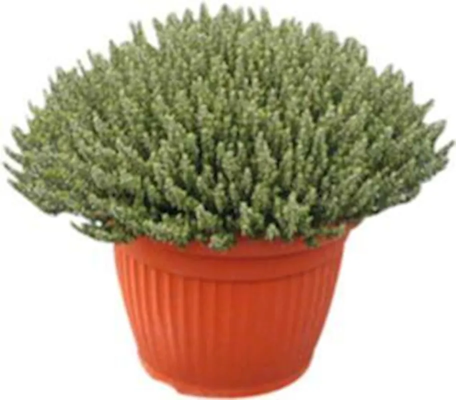 Echt Thymian Busch P35 cm