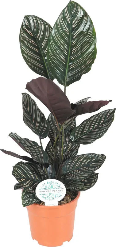 Calathea Ornata P14 cm Highlight