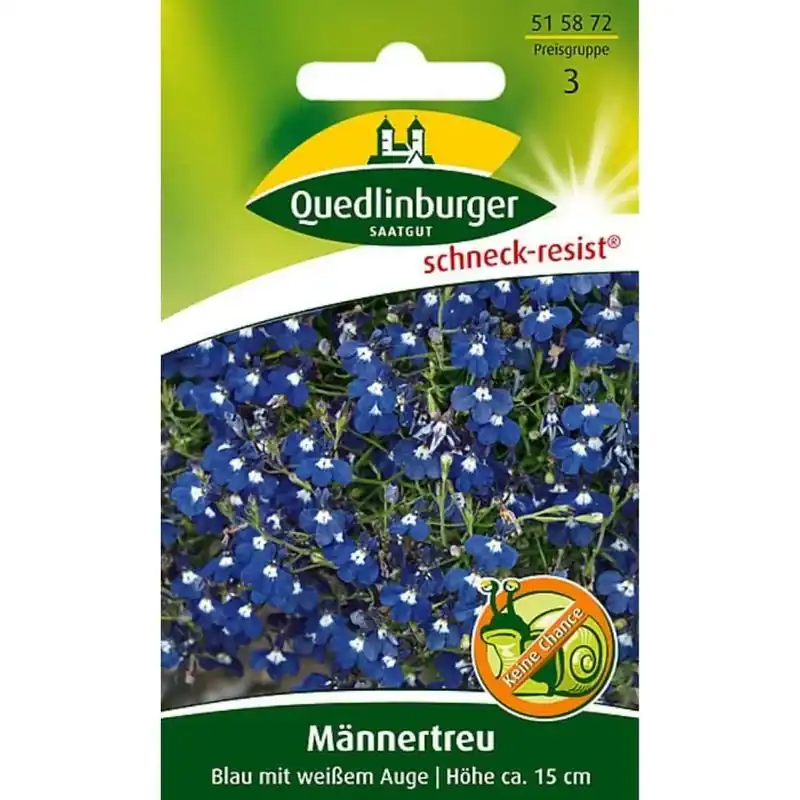 Männertreu, blau mit weißem Auge, Sommerblume, Balkonblume Angebot