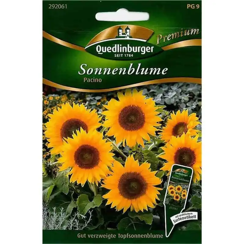 Echt Sonnenblumen, Pacino
